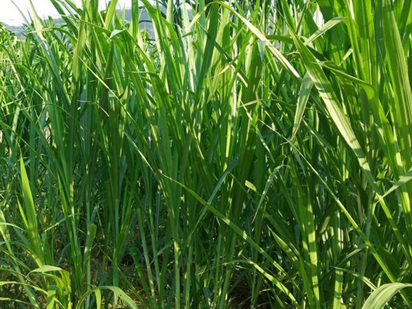 飼草和牧草有什么區(qū)別？