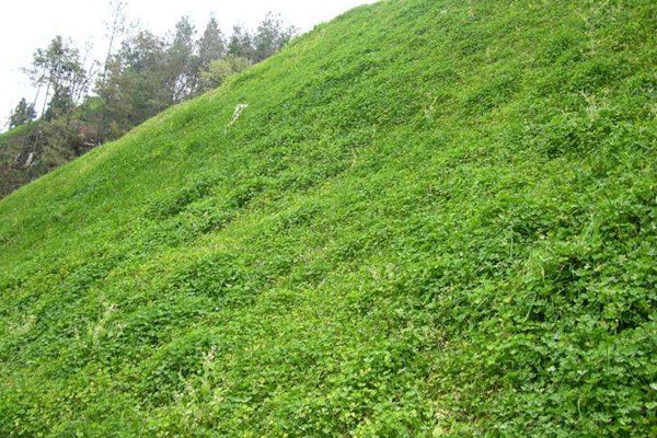 串葉松香草種子價格，多少錢一斤
