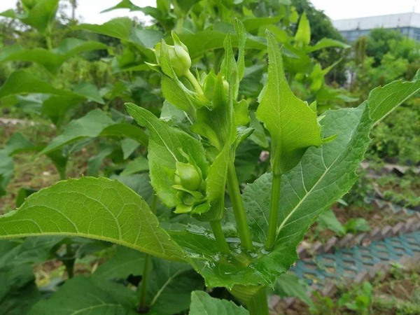 串葉松香草種子價(jià)格，多少錢一斤