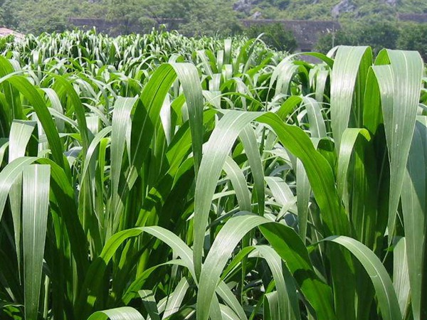 高丹草種子什么時(shí)候種，種植有什么技巧