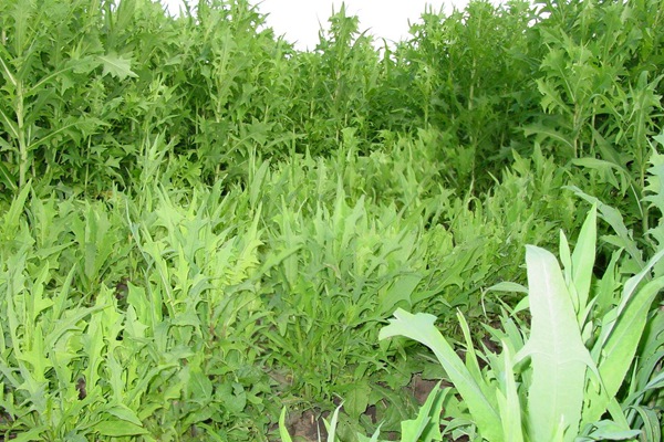 苦荬菜種子價格多少，多少錢一斤種子？