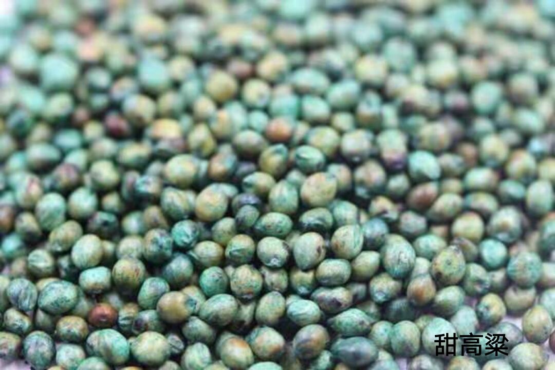甜高粱，一年生植物，在世界各大洲都有分布