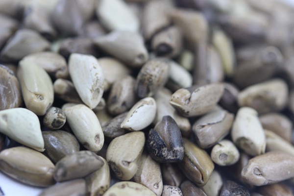 墨西哥玉米草畝播種量多少？如何播種
