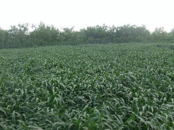 墨西哥玉米草種子播種后幾天發(fā)芽？怎么播種發(fā)芽更快