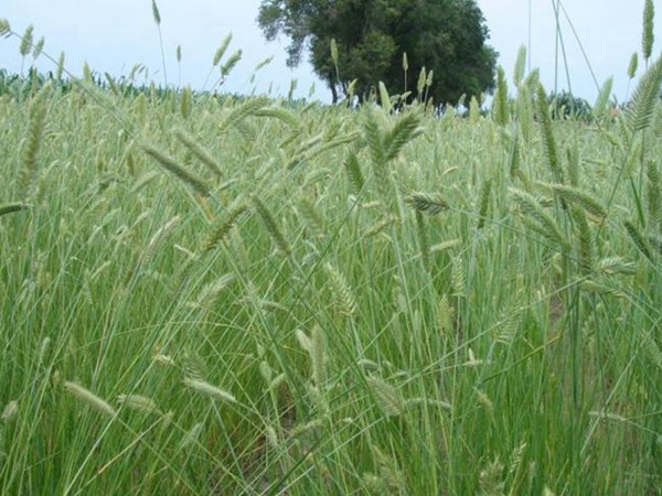 冰草種子怎么種，種后多久發(fā)芽