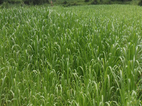 冰草種子價(jià)格，哪里有賣(mài)的