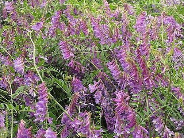 光葉紫花苕怎么播種，播種后多久發(fā)芽