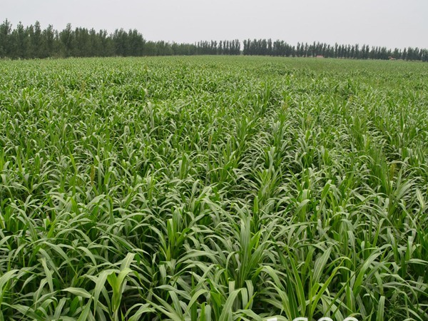 每頭牛每年飼草是多少，有什么標(biāo)準(zhǔn)