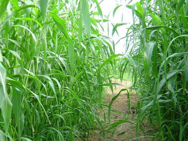 每頭牛每年飼草是多少，有什么標(biāo)準(zhǔn)