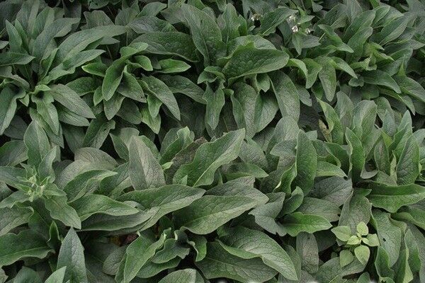 畝產(chǎn)量最高的飼草是哪種，如何種植這些高產(chǎn)飼草