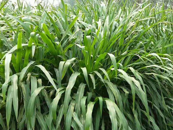 畝產(chǎn)量最高的飼草是哪種，如何種植這些高產(chǎn)飼草