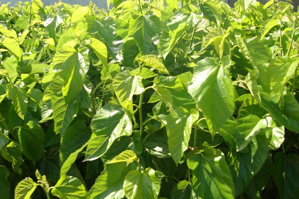 桑飼草樹能用作飼草嗎，種植養(yǎng)護(hù)技巧有哪些