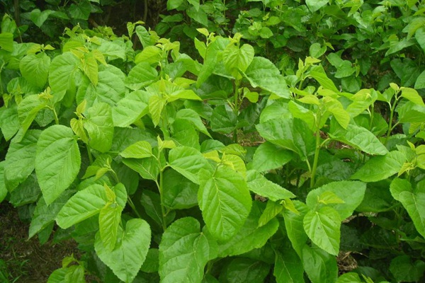 桑飼草樹能用作飼草嗎，種植養(yǎng)護(hù)技巧有哪些