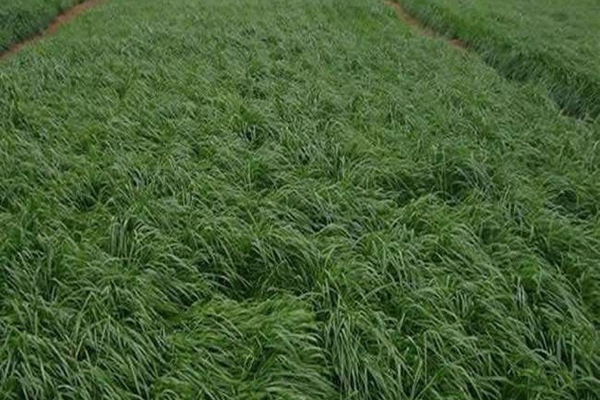 冬牧70黑麥草什么時間播種？播種方法有何技巧