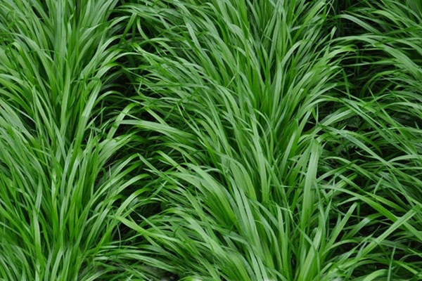 特高黑麥草種子多少錢(qián)一斤，一畝地用多少