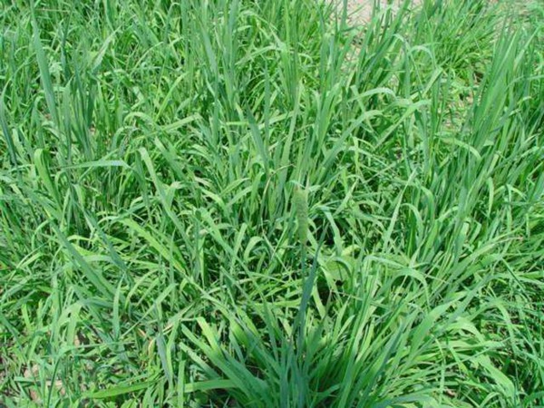 提木西草種子多少錢(qián)一斤，哪里有賣(mài)
