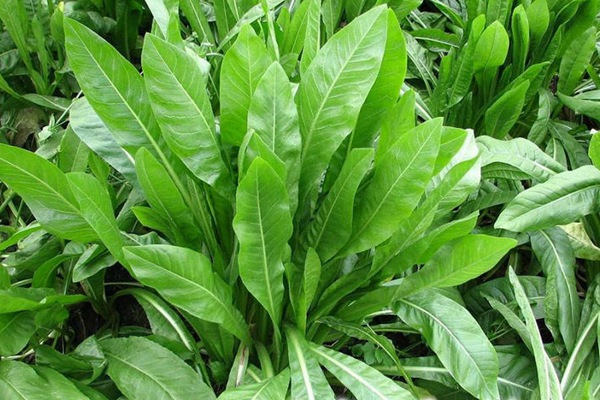 菊苣葉子能做飼草嗎？有什么營養(yǎng)價值