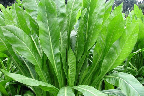 菊苣葉子能做飼草嗎？有什么營養(yǎng)價值