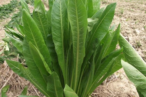 菊苣葉子能做飼草嗎？有什么營養(yǎng)價值