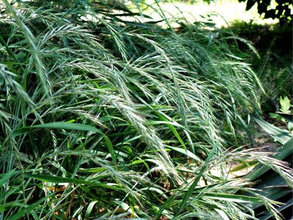 無(wú)芒披堿草種子價(jià)格