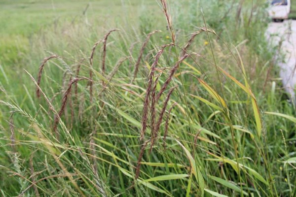 無(wú)芒披堿草種子價(jià)格