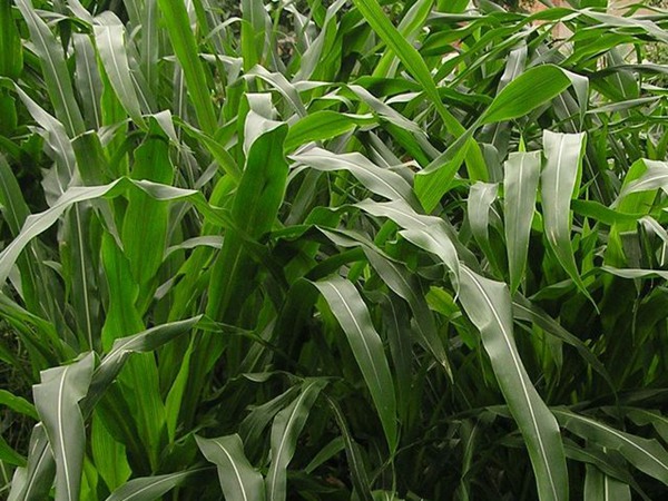種植墨西哥玉米草的經(jīng)濟(jì)效益如何？如何提高效益