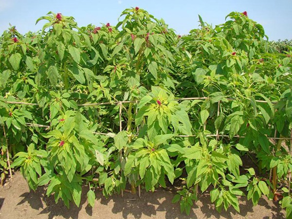 種植籽粒莧的經(jīng)濟(jì)效益如何，怎樣提高效益