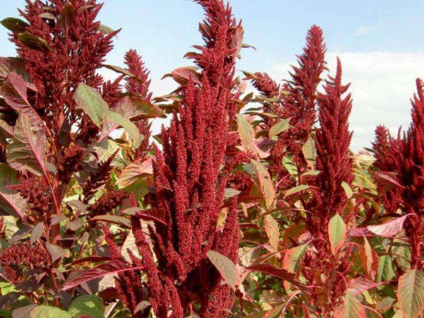 種植籽粒莧的經(jīng)濟(jì)效益如何，怎樣提高效益