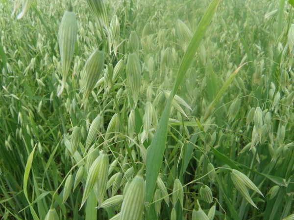 飼草型燕麥產(chǎn)量，如何提高畝產(chǎn)量