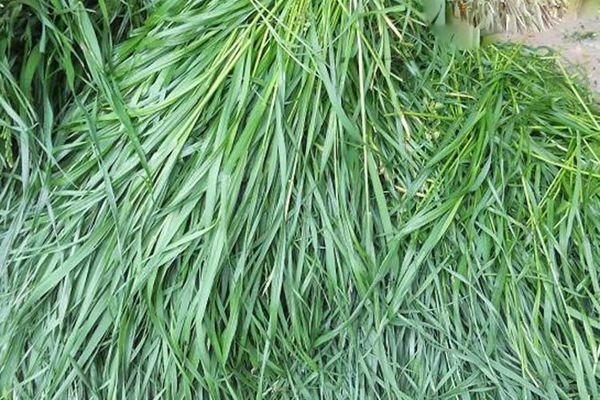 適合種植的飼草名稱，這些飼草有什么共同點(diǎn)