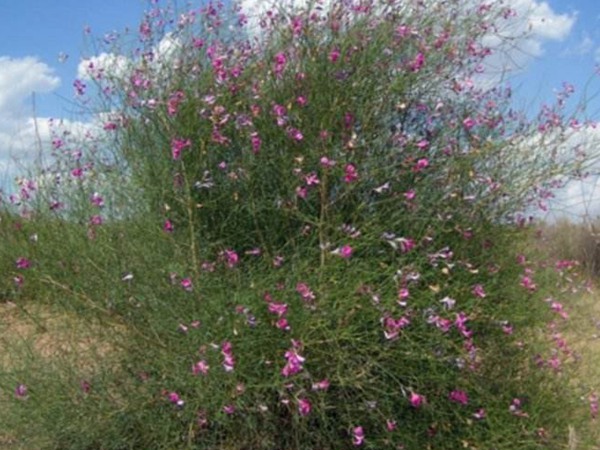 花棒是飼草嗎，怎么種植
