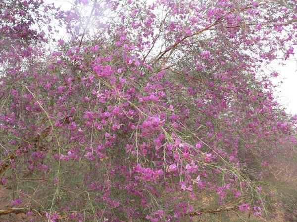 花棒是飼草嗎，怎么種植