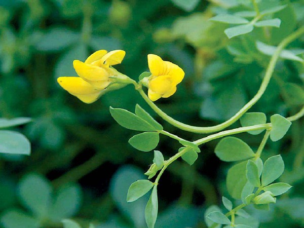 百脈根產(chǎn)量如何，怎樣提高畝產(chǎn)量