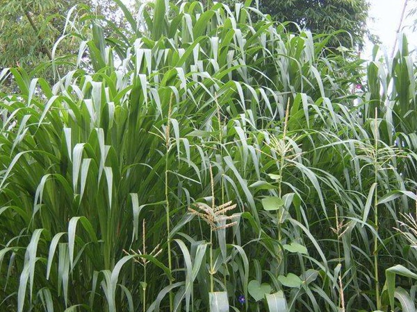 一畝皇竹草能養(yǎng)幾頭牛，經(jīng)濟(jì)效益怎么樣