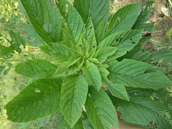 養(yǎng)豬最好的牧草品種，怎樣提高豬肉產(chǎn)量