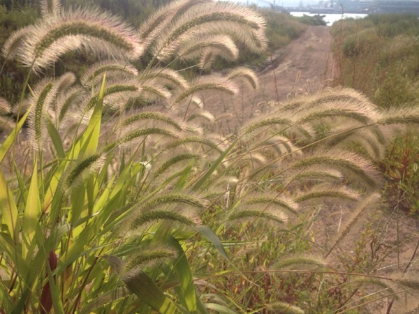 牧草種植技術(shù)包括哪些，有哪些共同的種植技巧