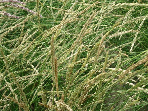 牧草種植技術(shù)包括哪些，有哪些共同的種植技巧