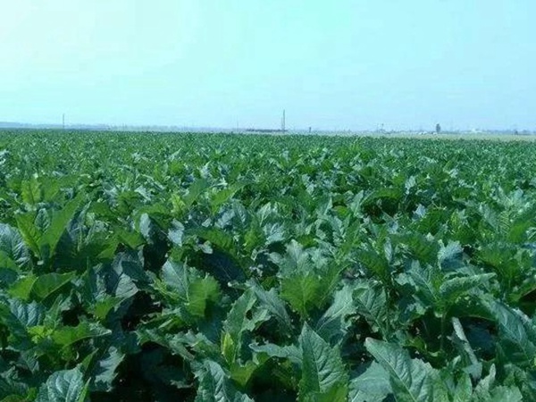 串葉松香草人工種植的時(shí)候怎么樣能高產(chǎn)？