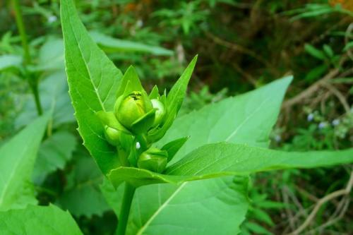 優(yōu)質(zhì)的牧草---串葉松香草，基本詳情介紹