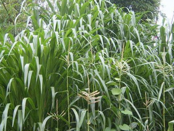 一畝地皇竹草能養(yǎng)幾只羊?可以養(yǎng)多少頭牛在南方地區(qū)？