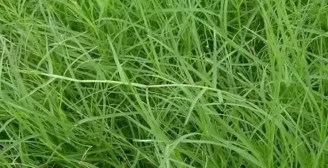 花園草坪的種植方法與養(yǎng)護(hù)管理經(jīng)驗