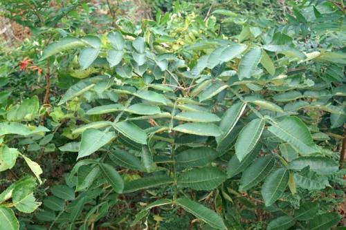 生命力頑強(qiáng)的鹽膚木，鹽膚木基本價(jià)值與種植技術(shù)介紹