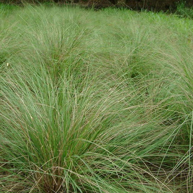 彎葉畫(huà)眉草觀賞草坪種子——彎葉畫(huà)眉草