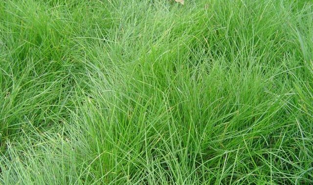 冷季型草坪種子紫羊茅種植起來居然會(huì)這么簡(jiǎn)單