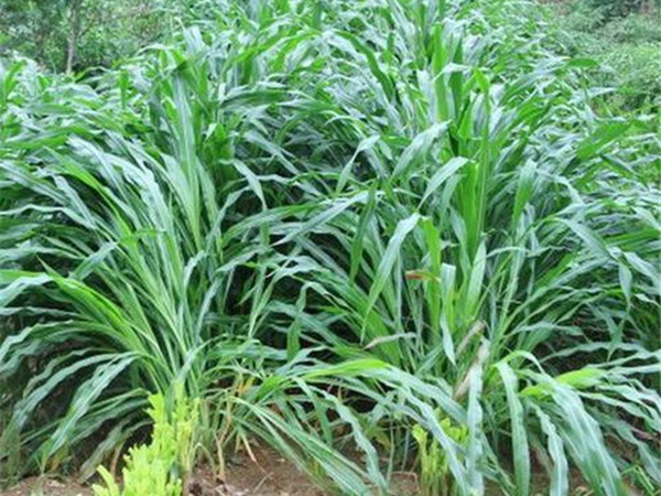 種植墨西哥玉米有這幾個(gè)要點(diǎn)，掌握好這幾個(gè)要點(diǎn)獲得高產(chǎn)量