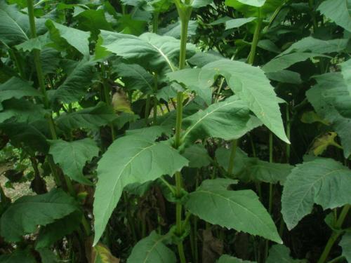 優(yōu)質(zhì)的牧草---串葉松香草，基本詳情介紹