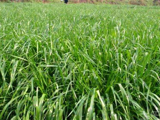 多年生黑麥草是什么？多年生黑麥草的種植方法是什么？