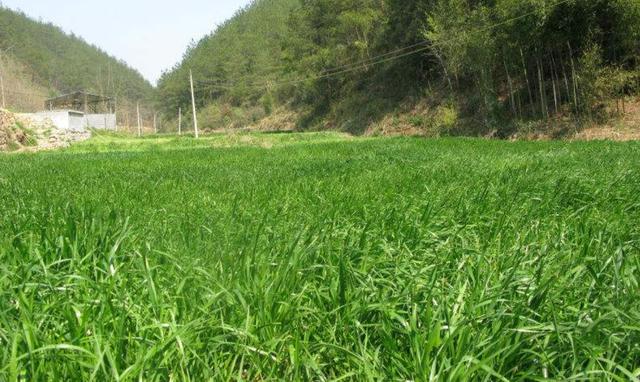 一次種植，多次收益的優(yōu)質(zhì)牧草——多年生黑麥草