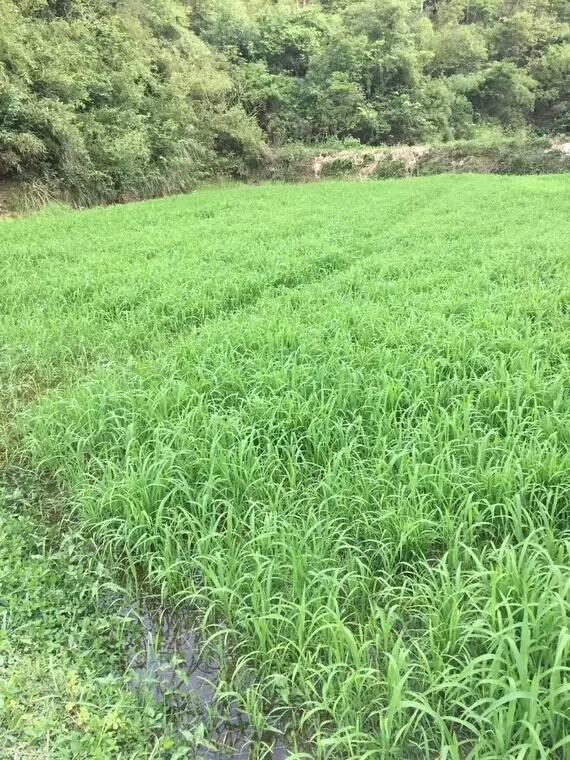 種植小米草的優(yōu)勢在哪里？養(yǎng)殖小龍蝦怎么樣？