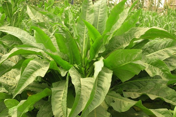 農(nóng)戶養(yǎng)鴨菊苣種子價格多少錢一斤，菊苣草播種時間